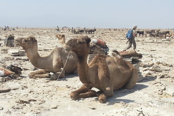 3-Day Danakil Depression Expedition: Erta Ale Volcano & Lake Assal Camping photo 2