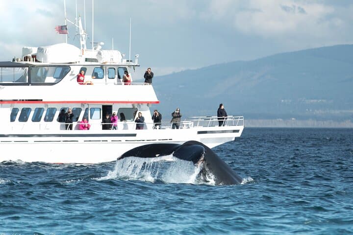 Whale Watching from Friday Harbor: Orcas & Salish Sea Wildlife Cruise