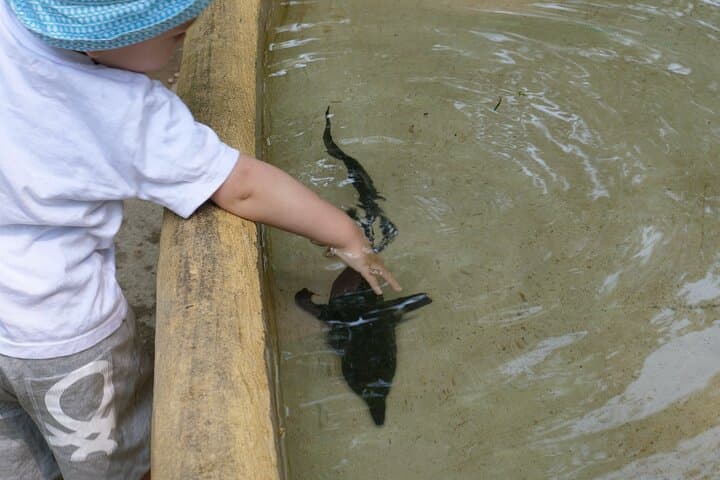 Visit Parco Ittico Paradiso Zelo Buon Persico: Fish Park Tickets & Family Guide photo 2