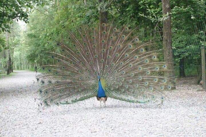 Visit Parco Ittico Paradiso Zelo Buon Persico: Fish Park Tickets & Family Guide photo 3