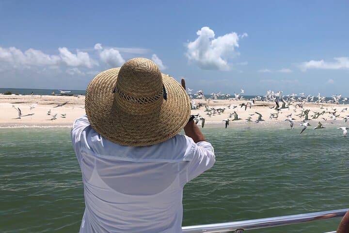 10,000 Islands Dolphin & Shelling Tour from Goodland — 3.5-Hour Eco-Boat Excursion photo 6
