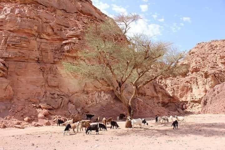 Luxor Camel Ride: West Bank Village and Nile Ferry Safari photo 4