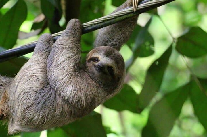 Bijagua Rainforest Sloth Walk and Llanos de Cortés Waterfall Day Tour