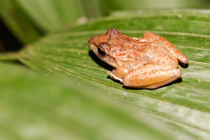 Bijagua Rainforest Sloth Walk and Llanos de Cortés Waterfall Day Tour photo 3