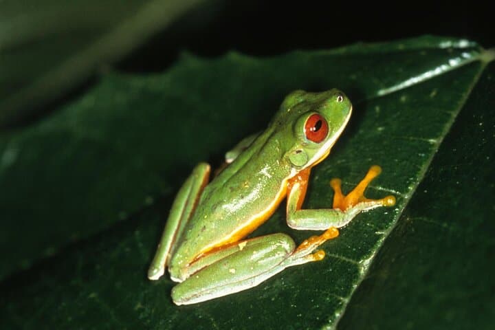 Bijagua Rainforest Sloth Walk and Llanos de Cortés Waterfall Day Tour photo 4