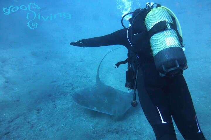 Tenerife Two-Dive Packages with Transfers — Shore and Boat Dives for Certified Divers photo 3