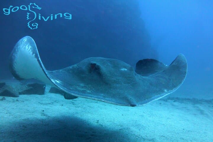 Tenerife Two-Dive Packages with Transfers — Shore and Boat Dives for Certified Divers photo 2