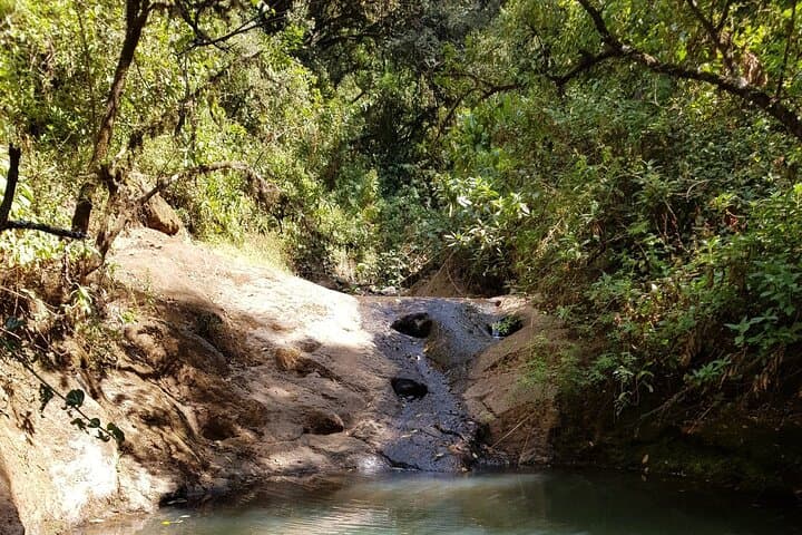 Menagesha Suba Forest Hike: Climb Mt Wuchacha and Spot Endemics Near Addis Ababa photo 2
