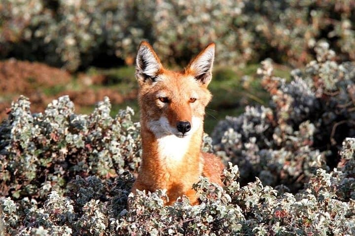 7-Day Bale Mountains National Park Tour — Ethiopian Wolves, Tulu Dimtu & Harenna Forest