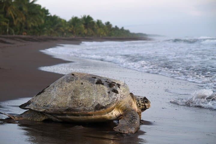 3-Day Tortuguero National Park Wildlife Tour with San José Pickup photo 2