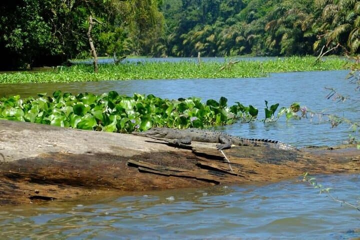 3-Day Tortuguero National Park Wildlife Tour with San José Pickup photo 4