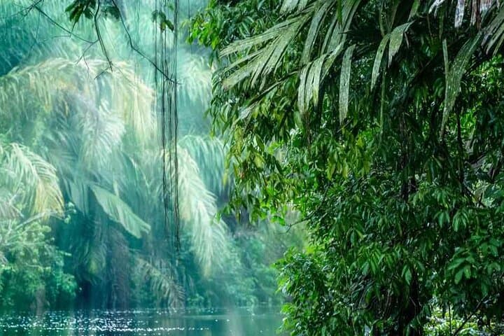 3-Day Tortuguero National Park Wildlife Tour with San José Pickup photo 5