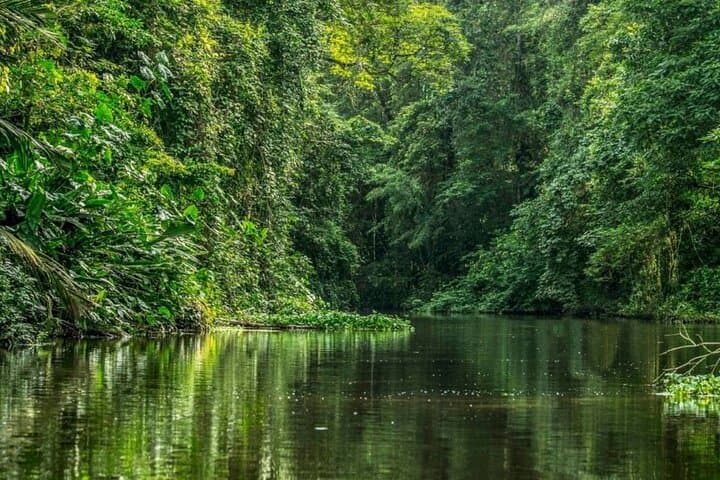 3-Day Tortuguero National Park Wildlife Tour with San José Pickup photo 6