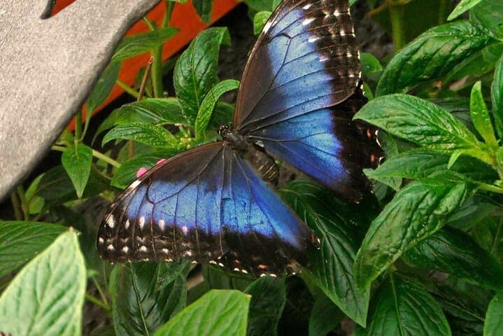 La Paz Waterfall Gardens & Baldi Hot Springs: Private Day Trip from San José photo 2