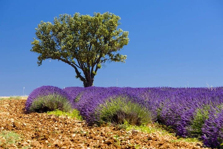 Full-Day Provence Lavender & Verdon Tour from Nice — Moustiers, Lake Sainte-Croix, Valensole photo 3