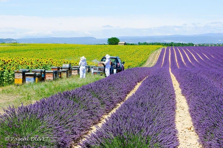 Full-Day Provence Lavender & Verdon Tour from Nice — Moustiers, Lake Sainte-Croix, Valensole photo 2