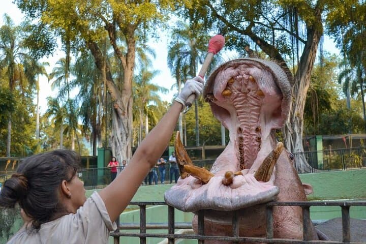 BioParque do Rio: Guided Conservation Tour with Hotel Transfer photo 5