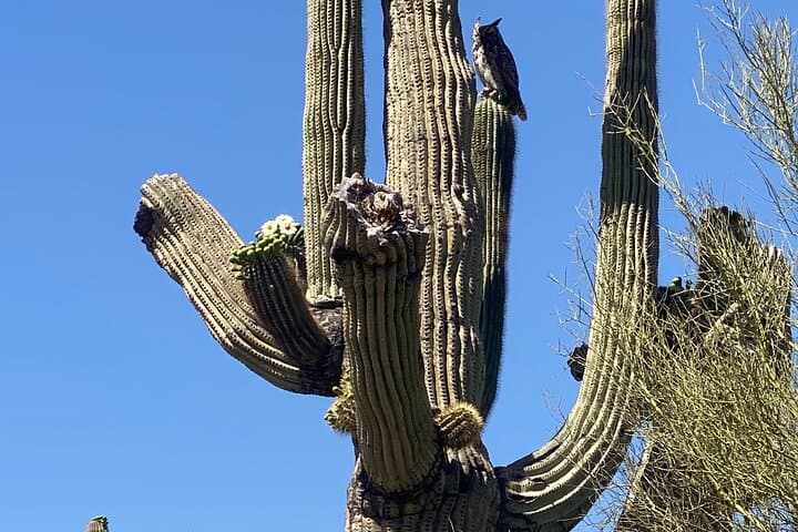 Exploring the Sonoran Desert: A 2-Hour Private Guided Mountain Bike Adventure photo 6