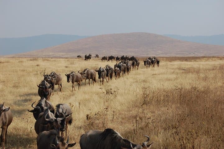 Great Wildebeest Migration Safari in Masai Mara: 4-Day Wildlife Guide photo 6
