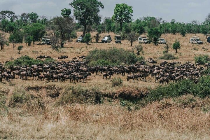 Great Wildebeest Migration Safari in Masai Mara: 4-Day Wildlife Guide photo 5