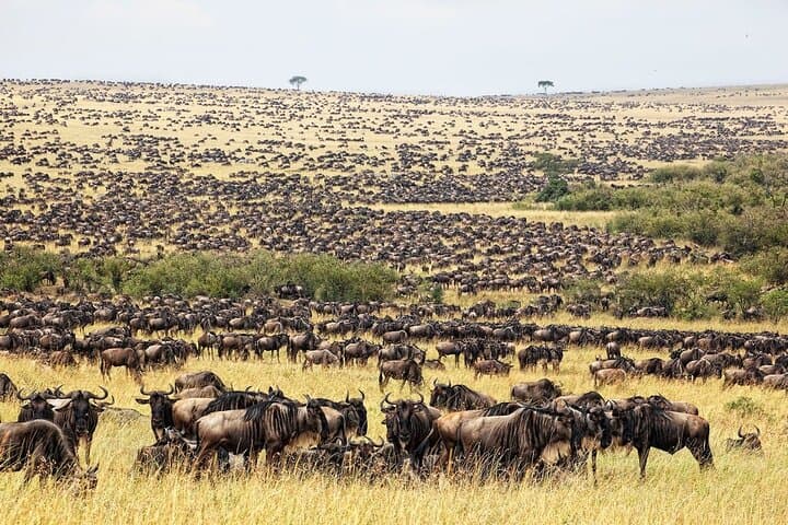 Great Wildebeest Migration Safari in Masai Mara: 4-Day Wildlife Guide photo 4