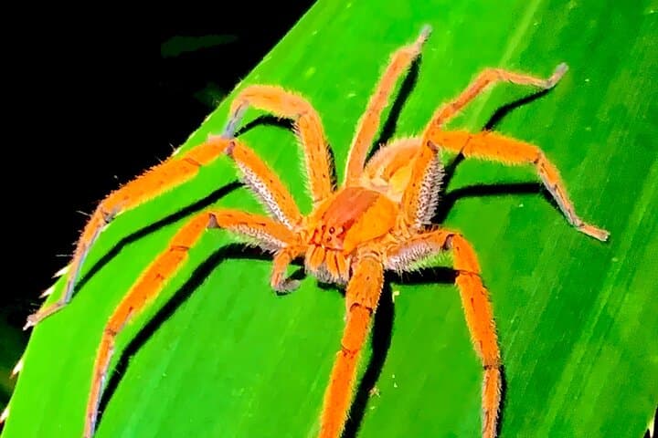 Guided Night Walk in Tortuguero: Nighttime Forest Wildlife & Flora photo 2