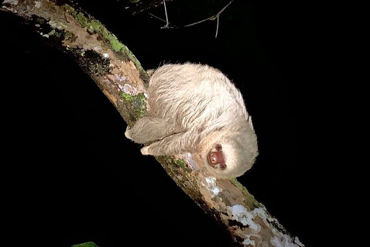 Guided Night Walk in Tortuguero: Nighttime Forest Wildlife & Flora photo 3