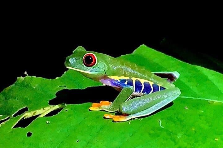 Guided Night Walk in Tortuguero: Nighttime Forest Wildlife & Flora photo 4