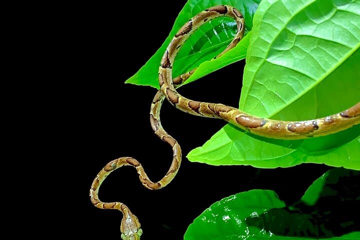 Guided Night Walk in Tortuguero: Nighttime Forest Wildlife & Flora photo 5