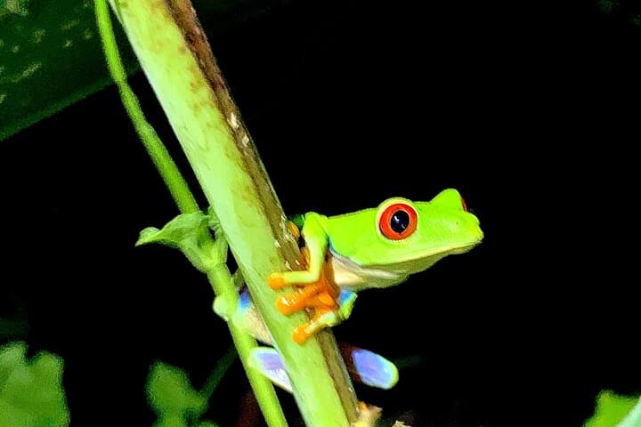 Guided Night Walk in Tortuguero: Nighttime Forest Wildlife & Flora photo 6