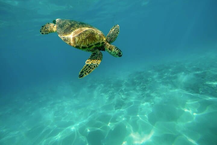 Snorkel with Sea Turtles Near Mirissa: Polhena Turtle Point Day Trip photo 3
