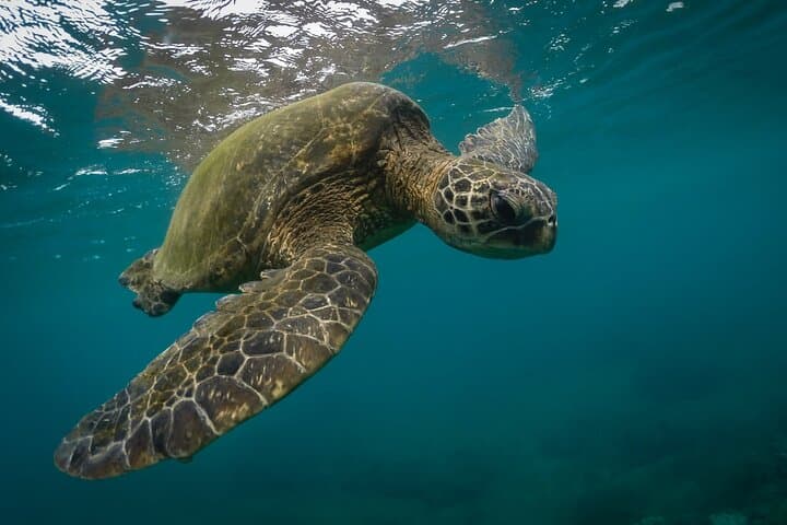 Snorkel with Sea Turtles Near Mirissa: Polhena Turtle Point Day Trip