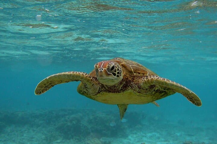 Snorkel with Sea Turtles Near Mirissa: Polhena Turtle Point Day Trip photo 5
