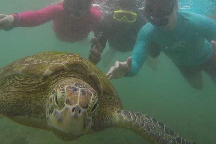 Snorkel with Sea Turtles Near Mirissa: Polhena Turtle Point Day Trip photo 6