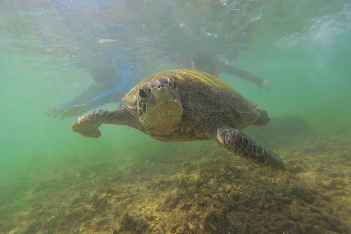 Snorkel with Sea Turtles Near Mirissa: Polhena Turtle Point Day Trip photo 2