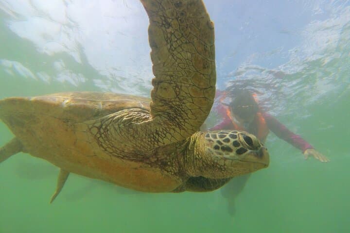 Snorkel with Sea Turtles Near Mirissa: Polhena Turtle Point Day Trip photo 4
