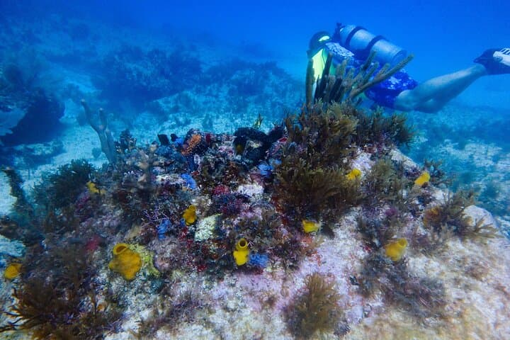 PADI Open Water Certification on Isla Mujeres: 3-Day Scuba Course in Marine Park photo 2