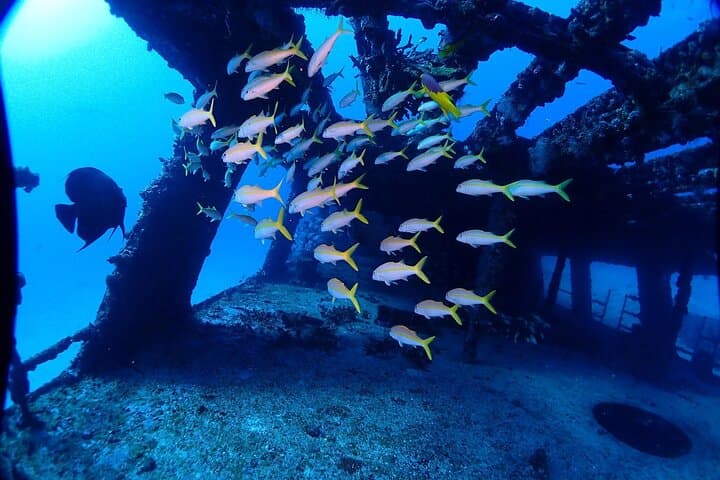 Isla Mujeres Two-Tank Wreck & Drift Reef Dive — C55 & C58 Adventure photo 4