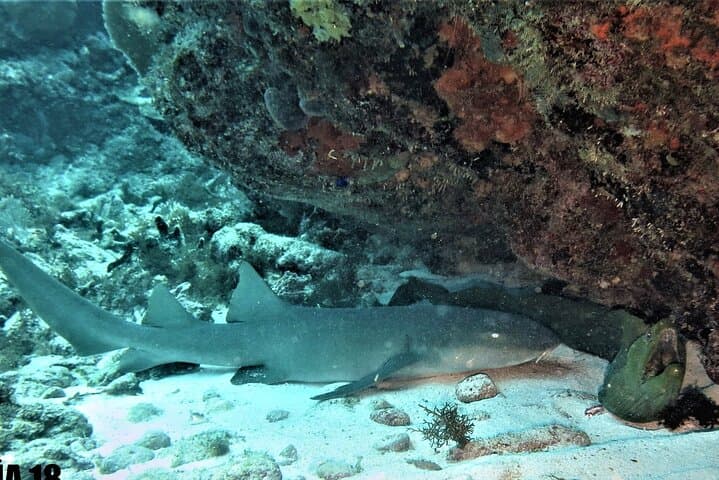 Isla Mujeres Two-Tank Wreck & Drift Reef Dive — C55 & C58 Adventure photo 3
