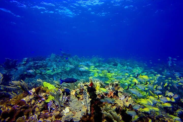 Snorkel at MUSA: Underwater Museum and Manchones Reef from Isla Mujeres photo 2