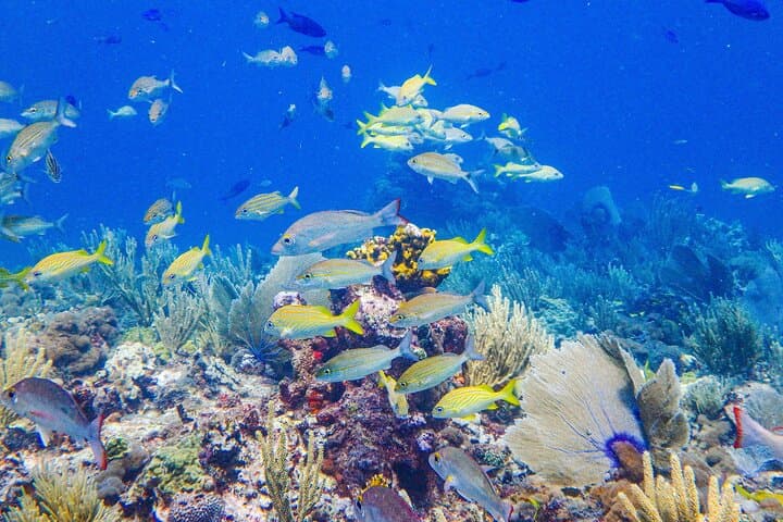 Snorkel at MUSA: Underwater Museum and Manchones Reef from Isla Mujeres photo 6