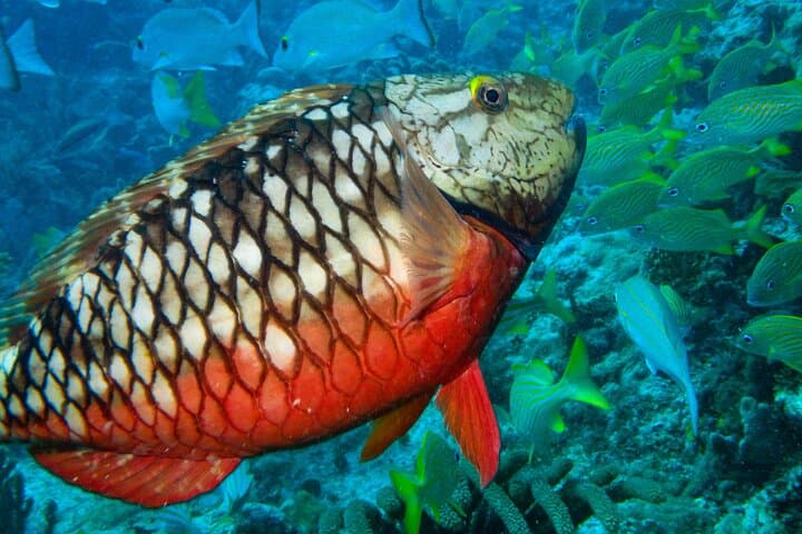 Snorkel El Farito: Lighthouse Reef Tour in Isla Mujeres photo 3