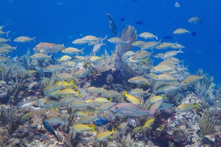 Snorkel El Farito: Lighthouse Reef Tour in Isla Mujeres photo 6