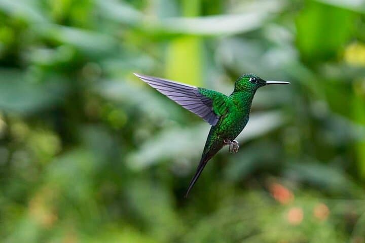 La Paz Waterfalls and Tabacón Hot Springs: Full-Day Private Tour from San José photo 5