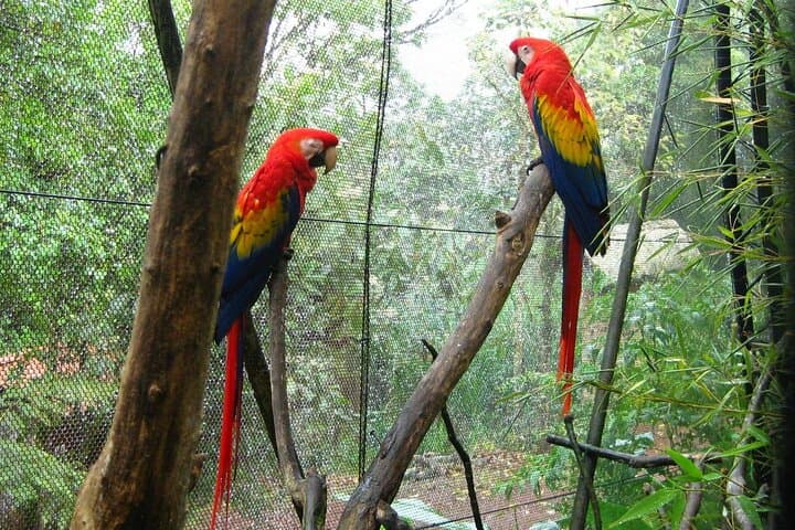La Paz Waterfalls and Tabacón Hot Springs: Full-Day Private Tour from San José photo 6