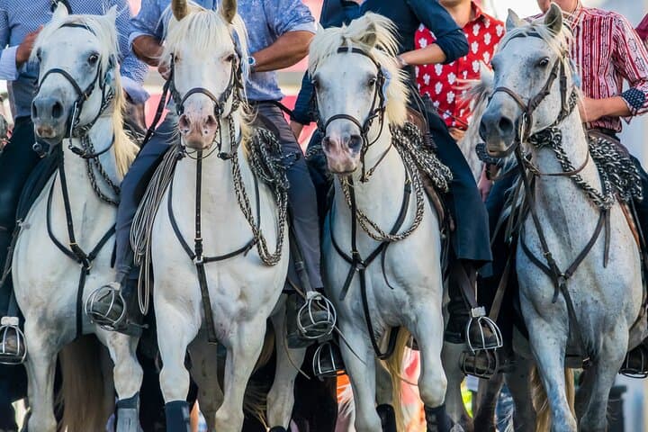 Camargue Day Trip from Avignon: Flamingos, Horses & Aigues-Mortes