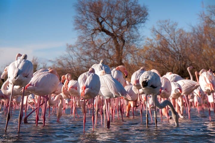 Camargue Day Trip from Avignon: Flamingos, Horses & Aigues-Mortes photo 2