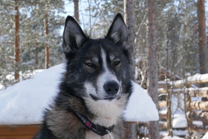 Private Husky Sledding on the Alta River — Intimate Winter Ride in Alta Valley