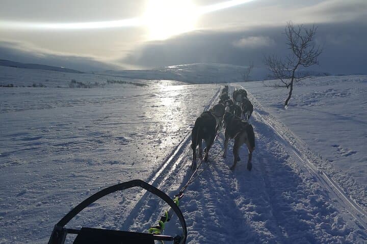 Private Husky Sledding on the Alta River — Intimate Winter Ride in Alta Valley photo 2