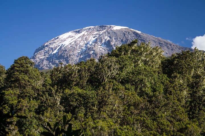 Day Hike to Mandara Hut: Kilimanjaro Rainforest Trek from Moshi photo 2